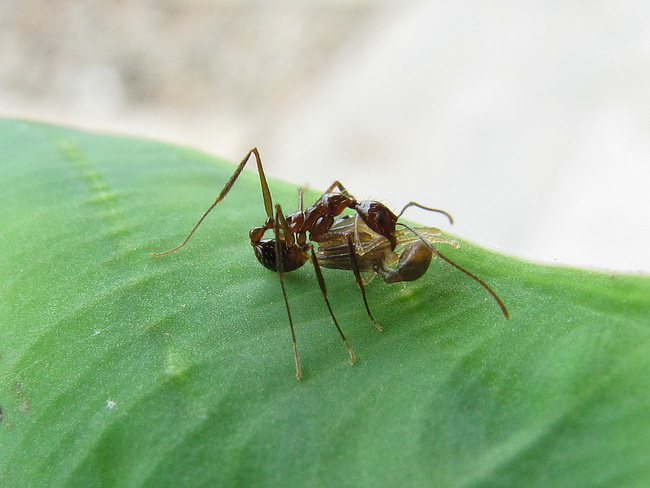 Aphaenogaster feae